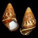 Helicostyla bicolorata - Photo 由 Juan Manuel de Roux 所上傳的 (c) Juan Manuel de Roux，保留部份權利CC BY-NC