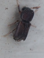 Xylobiops texanus