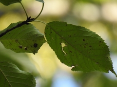 Cerasus