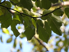 Cerasus