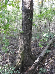 Cerasus
