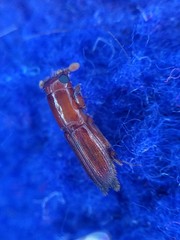 Euplatypus compositus