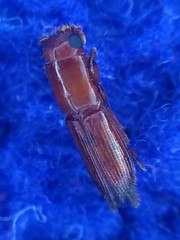 Euplatypus compositus