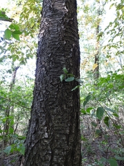 Cerasus