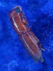 Euplatypus compositus