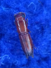 Euplatypus compositus