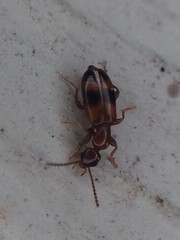 Vacusus vicinus