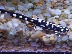 Neurergus kaiseri