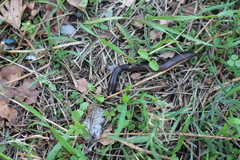 Aporrectodea giardi