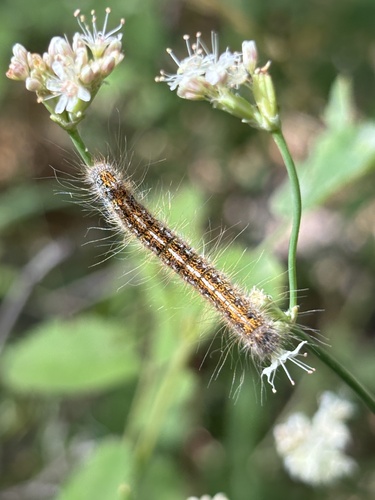 iNaturalist observation photo of Western Tent Caterpillar Moth