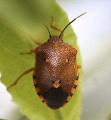 Anaxarchus pardalinus