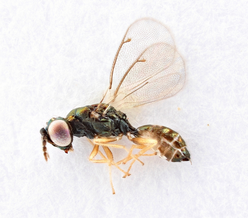 Chrysocharis prodice