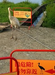 Leucogeranus leucogeranus