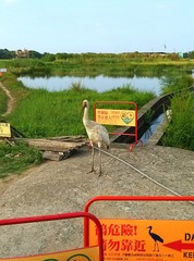 Leucogeranus leucogeranus