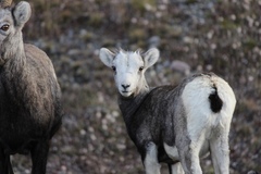Ovis dalli stonei