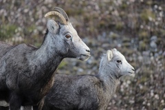 Ovis dalli stonei