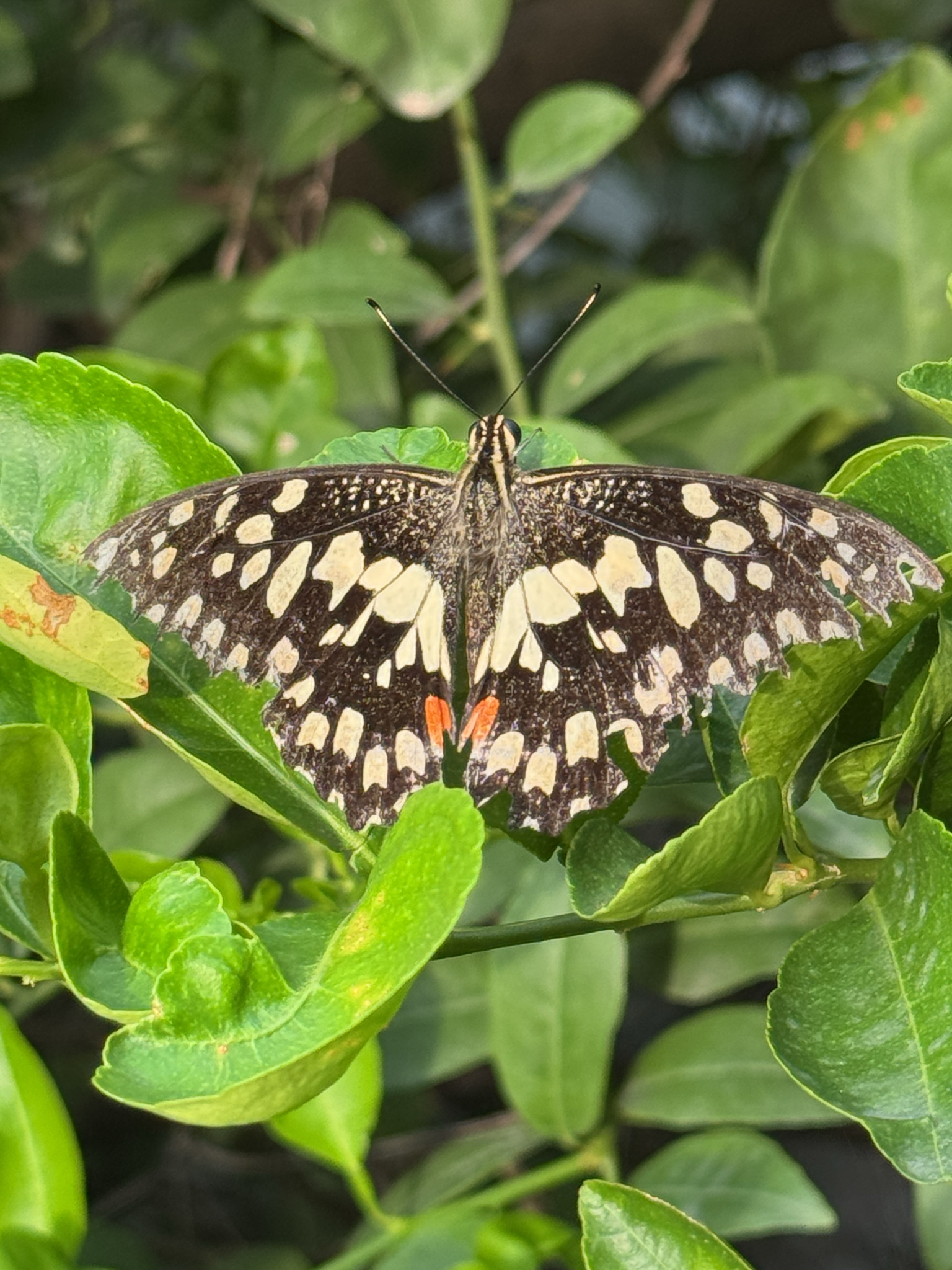 Lime Swallowtail