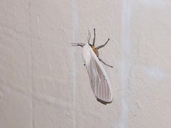 Creatonotos transiens vacillans