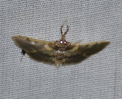 Apilocrocis brumalis