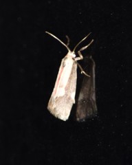 Cisthene conjuncta