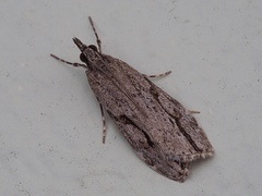 Eudonia bisinualis