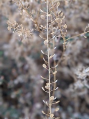 Lepidium virginicum menziesii