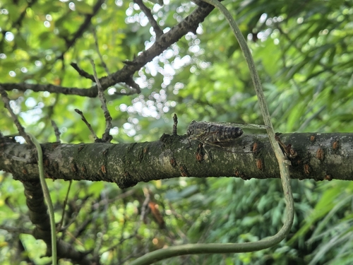 Priest Cicada