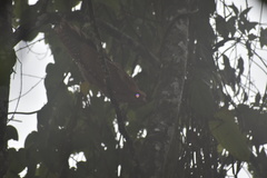 Steatornis caripensis