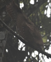 Steatornis caripensis