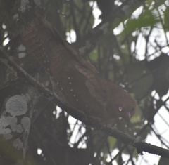 Steatornis caripensis
