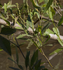 Alchornea castaneifolia