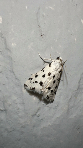 Spotted Peppergrass Moth photo 5