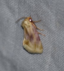 Chamaeclea basiochrea