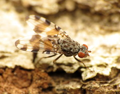 Pseudotephritis vau