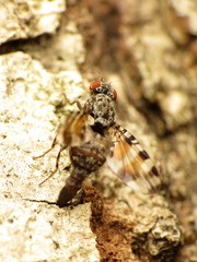 Pseudotephritis vau