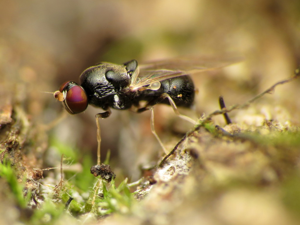 Neopachygaster