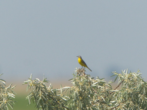 Western Yellow Wagtail