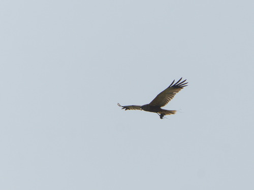 Western Marsh Harrier