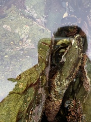 Oligocottus maculosus