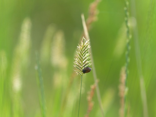 Crested Wheatgrass