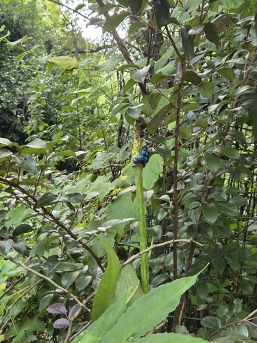 Amorphophallus kiusianus