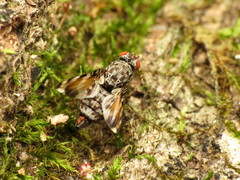 Pseudotephritis vau