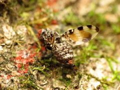 Pseudotephritis vau