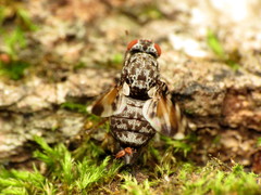 Pseudotephritis vau