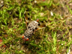 Pseudotephritis vau