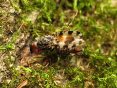 Pseudotephritis vau