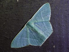 Pelagodes antiquadraria