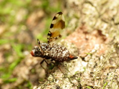 Pseudotephritis vau