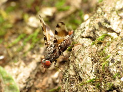Pseudotephritis vau