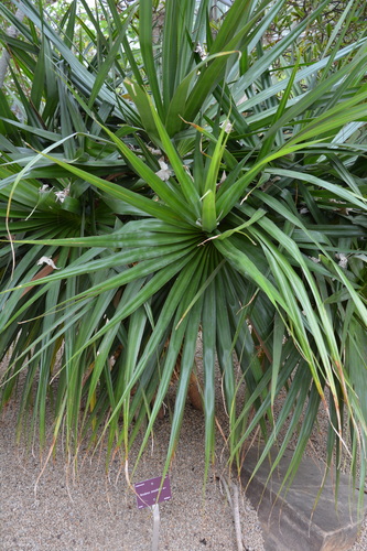 Pandanus tenuifolius